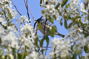 Warbler, Northern Parula, 2025-05037244 Parker River NWR, MA